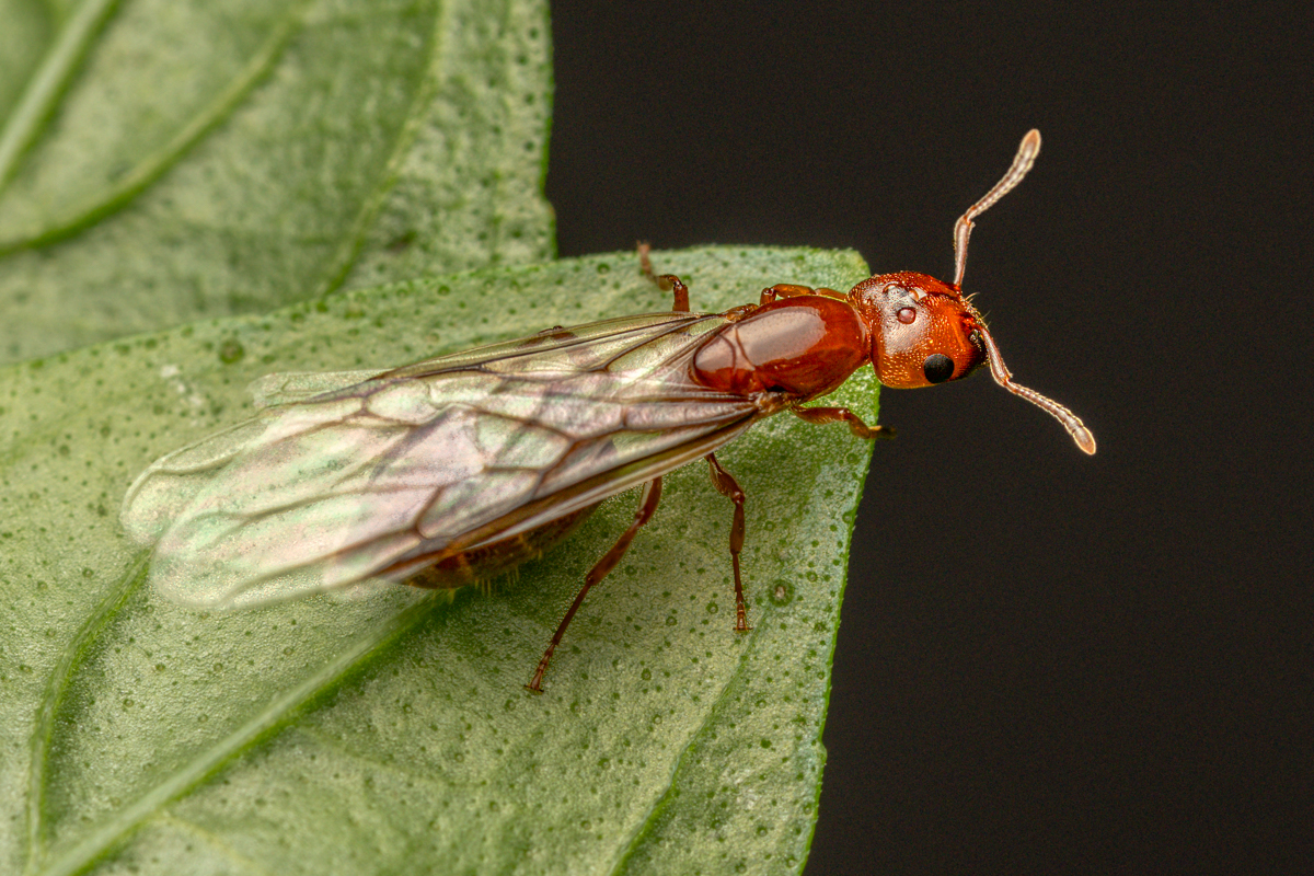 American Harvester Ant-01204-Edit.jpg
