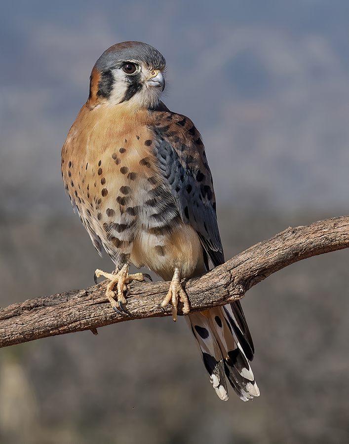 American Kestrel-2054-Edit.jpg