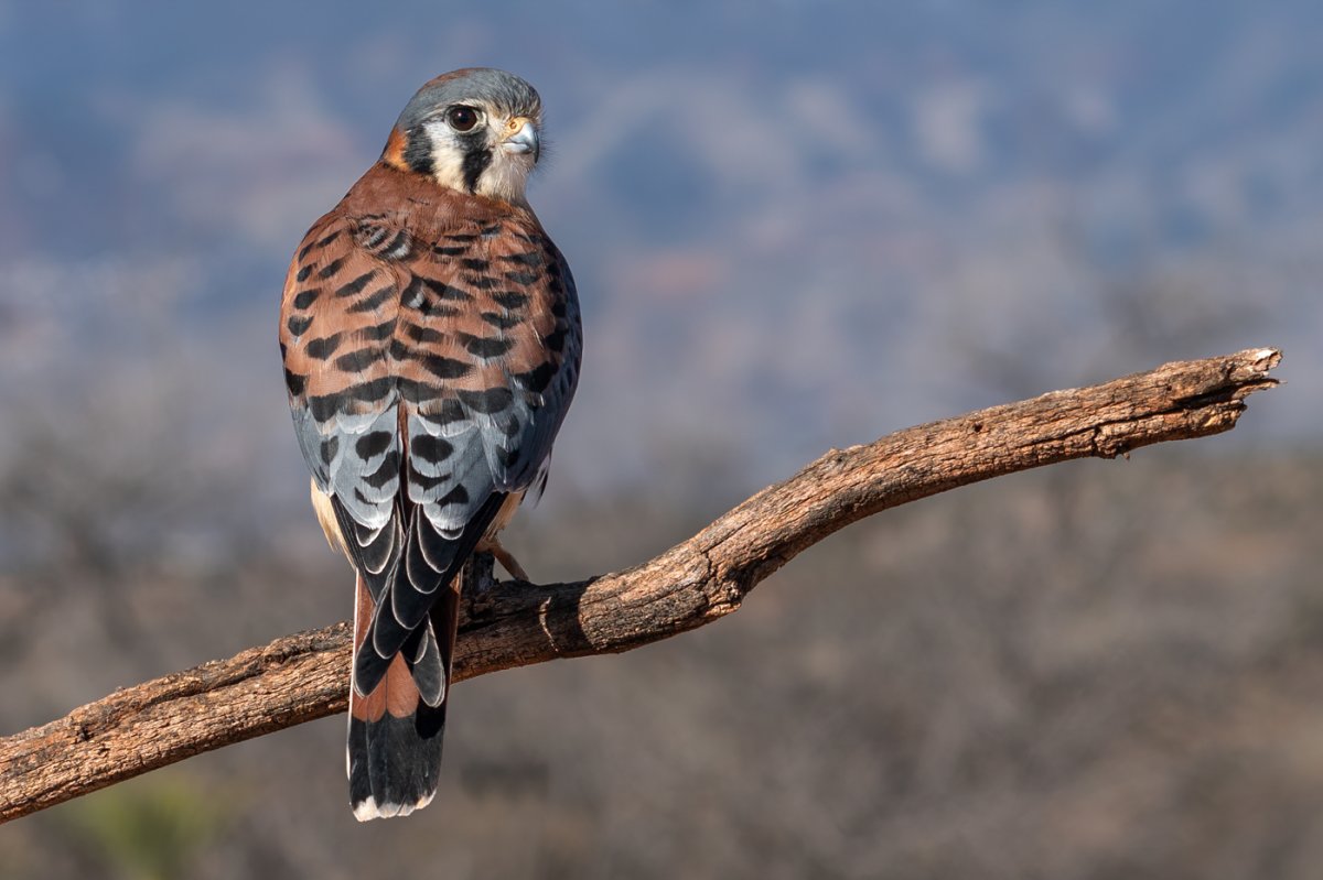 American kestrel-2097-Edit.jpg