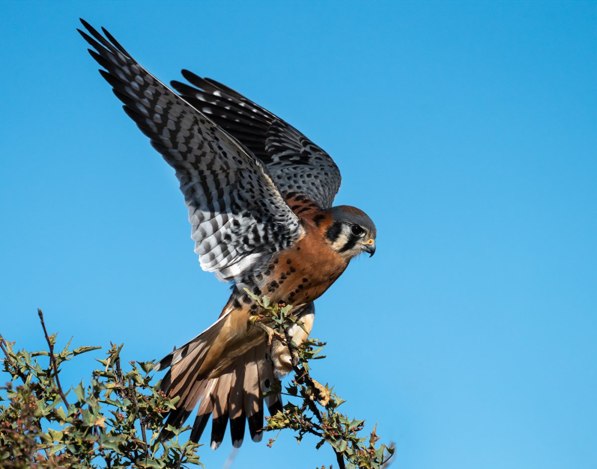 American kestrel-2137-Edit.jpg