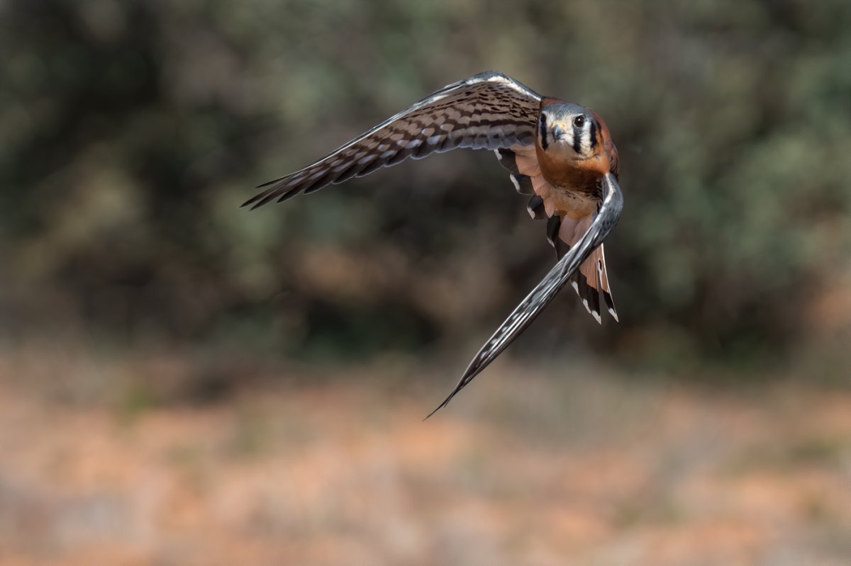 American Kestrel-2221-Edit.jpg