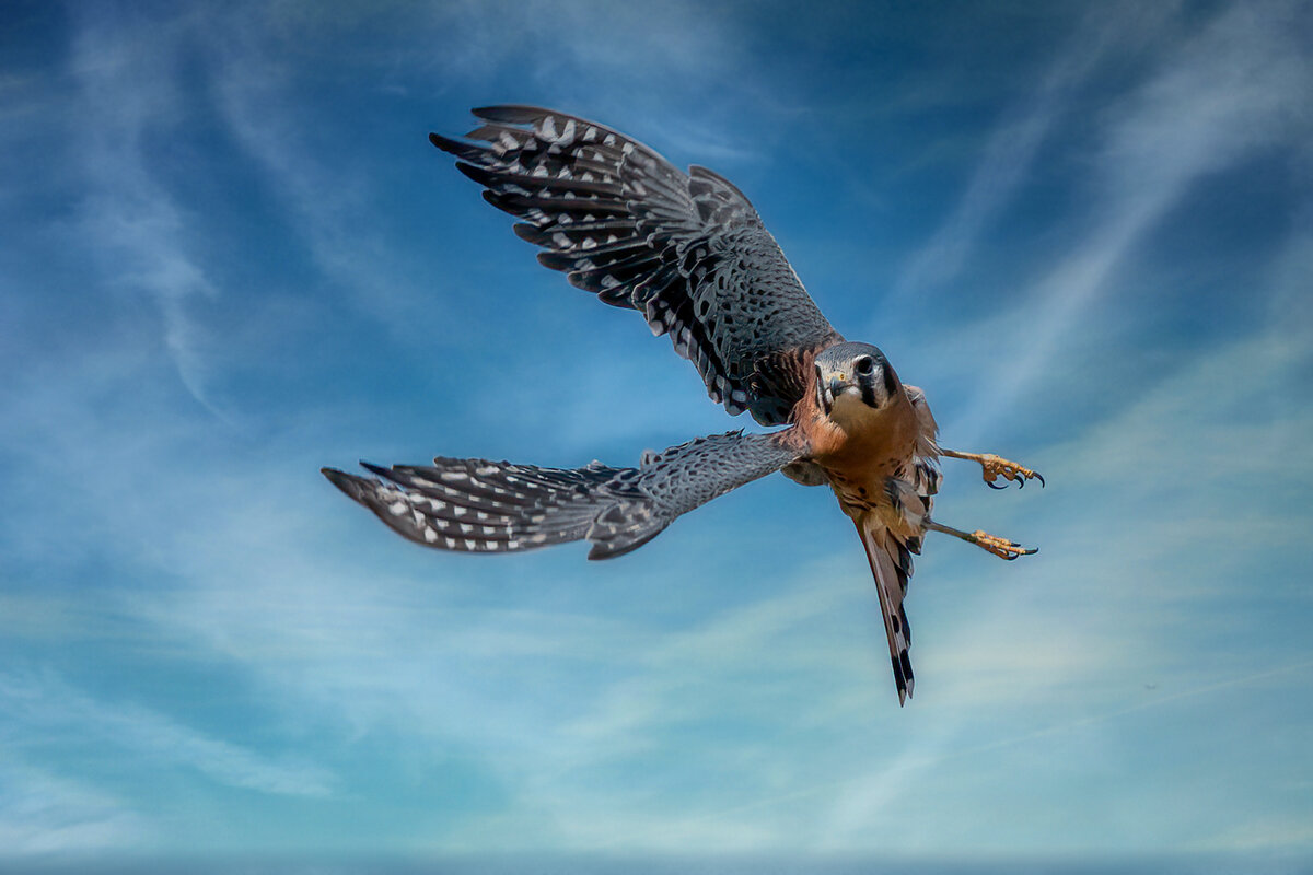 American Kestrel-9311-Edit.jpg