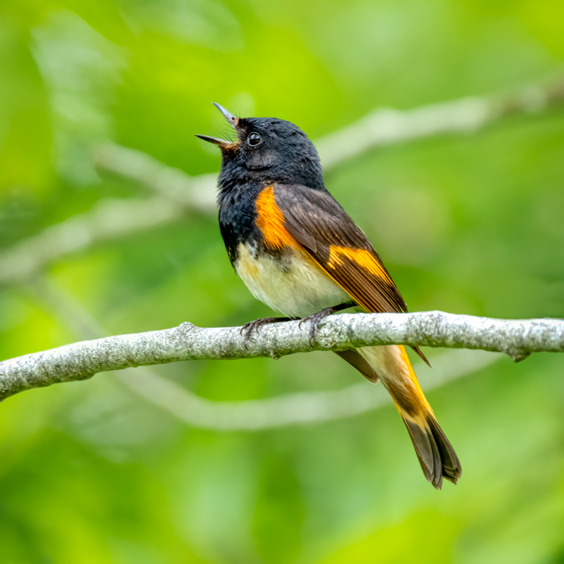 American redstart-02938-Edit.png