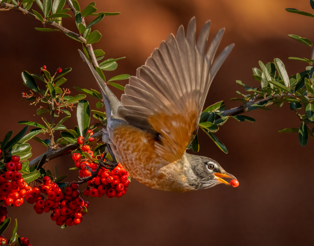 American robin-02818-Edit-Edit.jpg