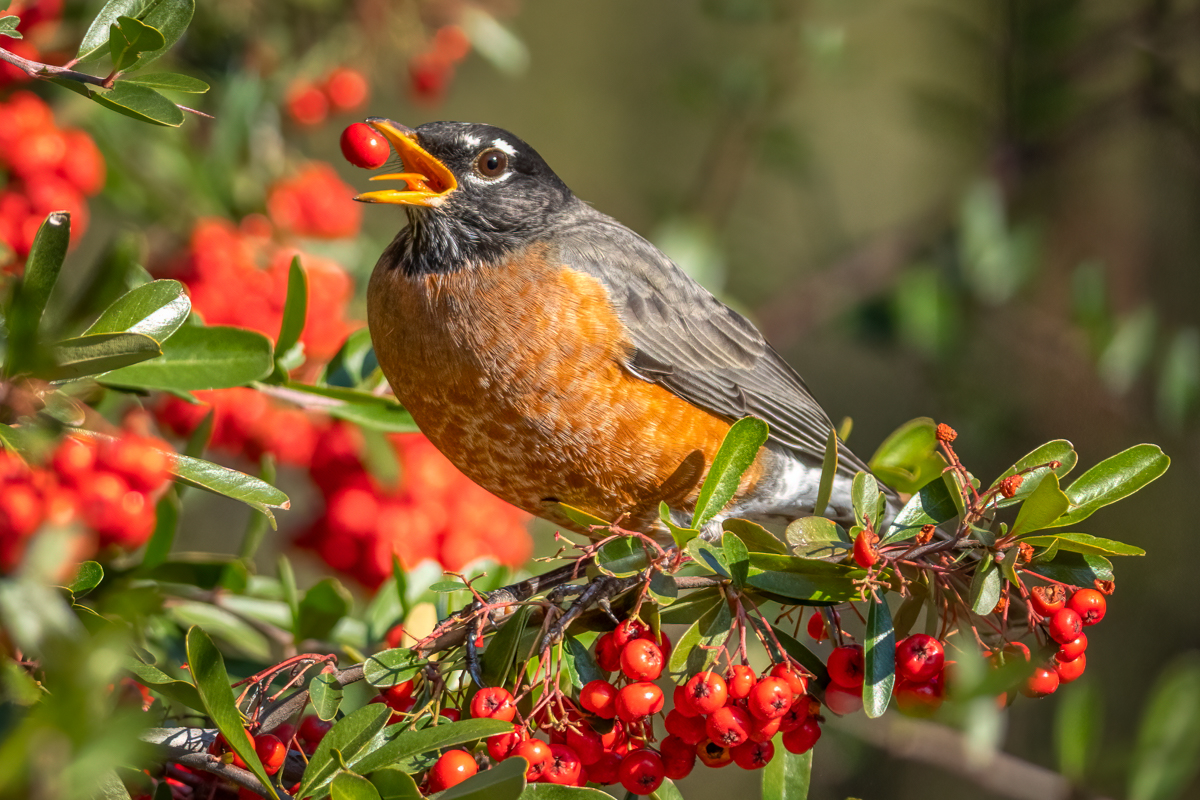 American robin-02863-Edit.jpg