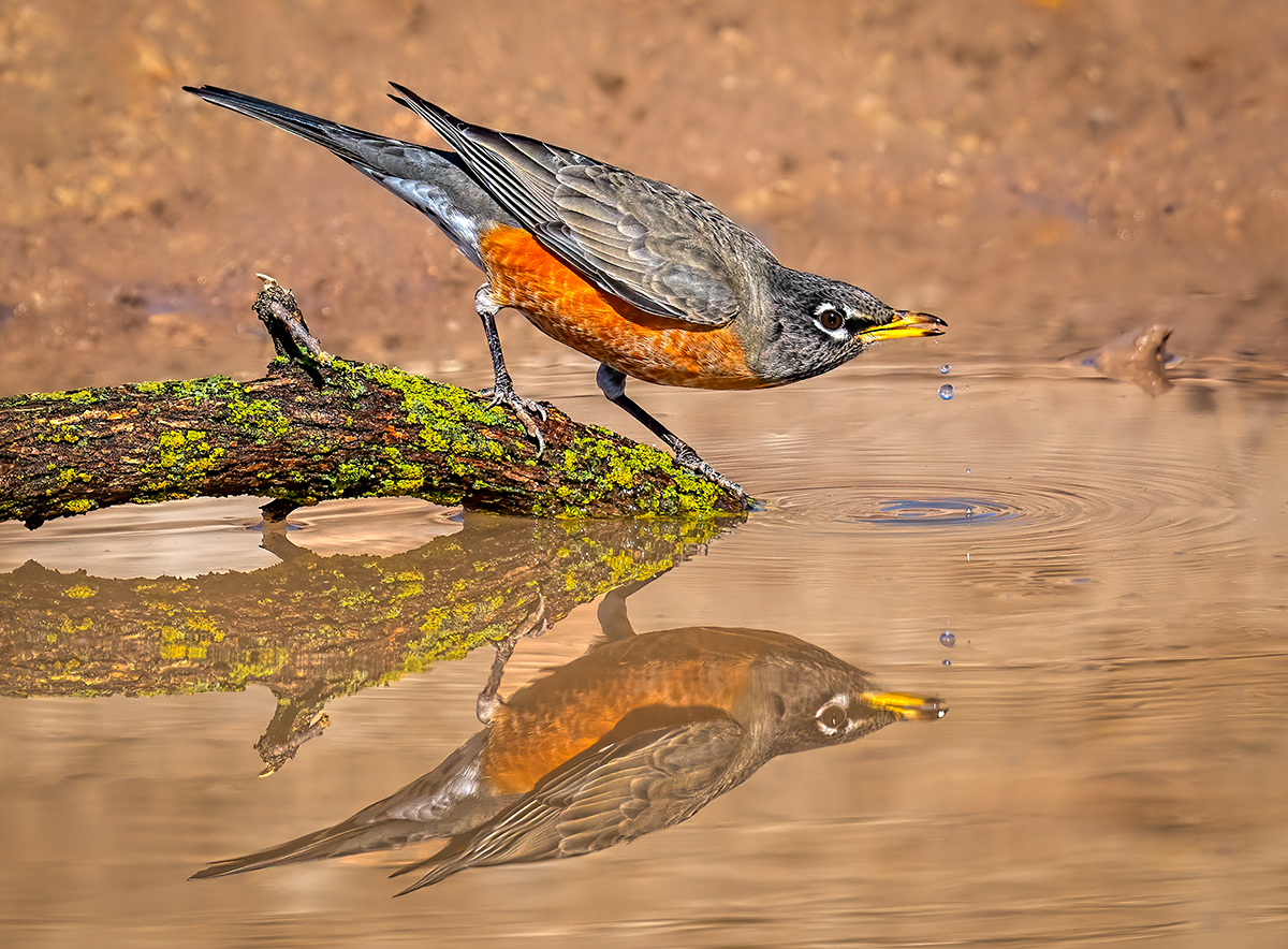 American Robin Desert Thirst.jpg