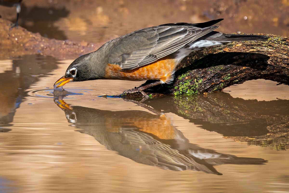 American Robin.jpg