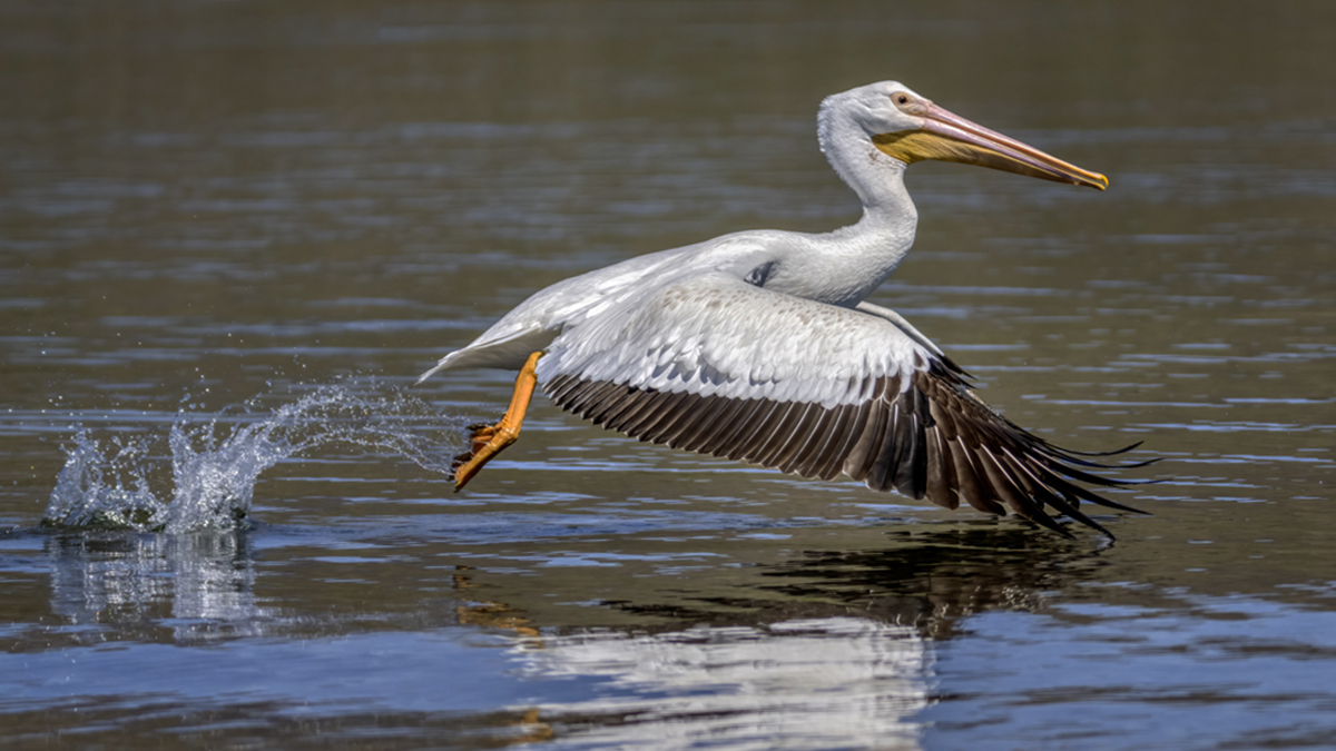 American white pelican-06175-Edit.jpg