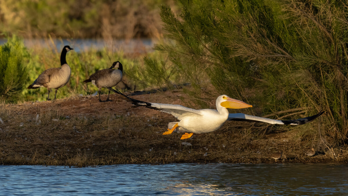 American white pelican-06310-Edit.jpg