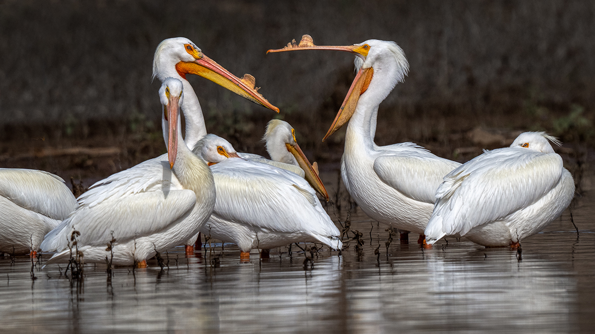American white pelican-08793-Edit.jpg