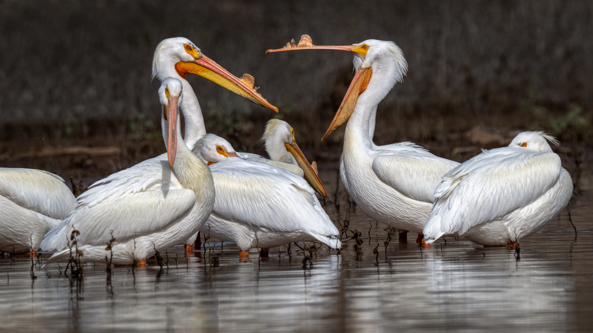 American white pelican-08793-Edit.png