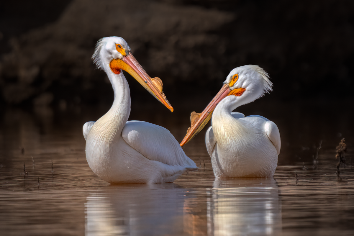 American white pelican-09190-Edit.png
