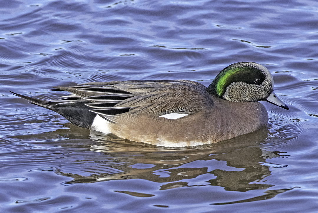 American Widgeon II.jpg