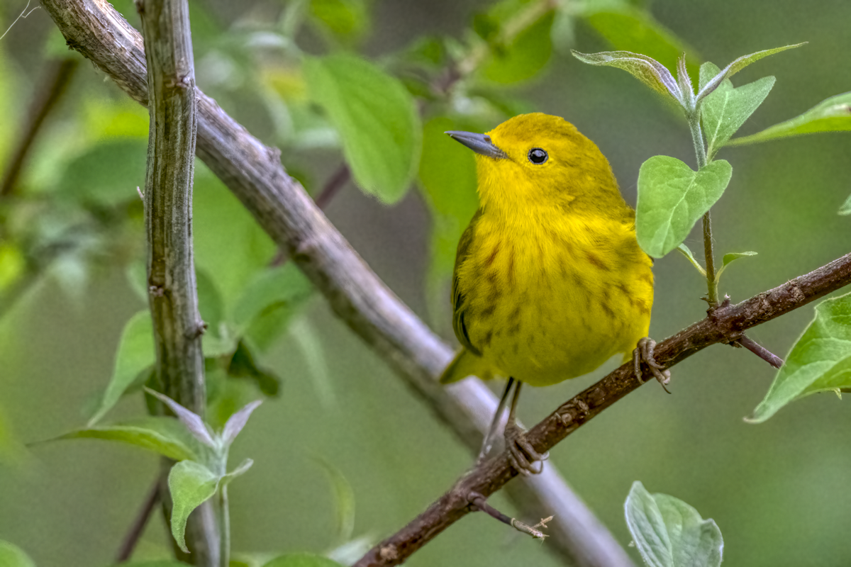 American yellow warbler-06866-Edit.png