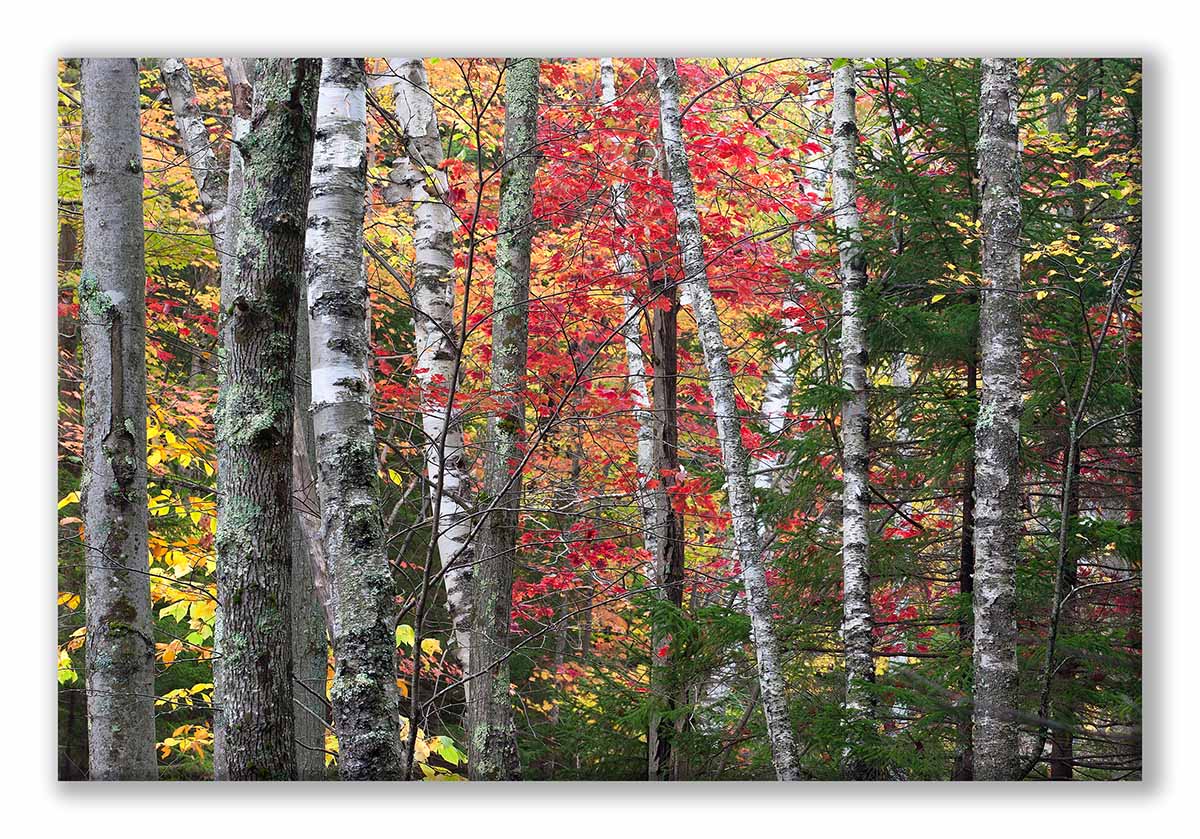 AMR Fall 2017-185 AMR Wall of Tree Color Display.jpg