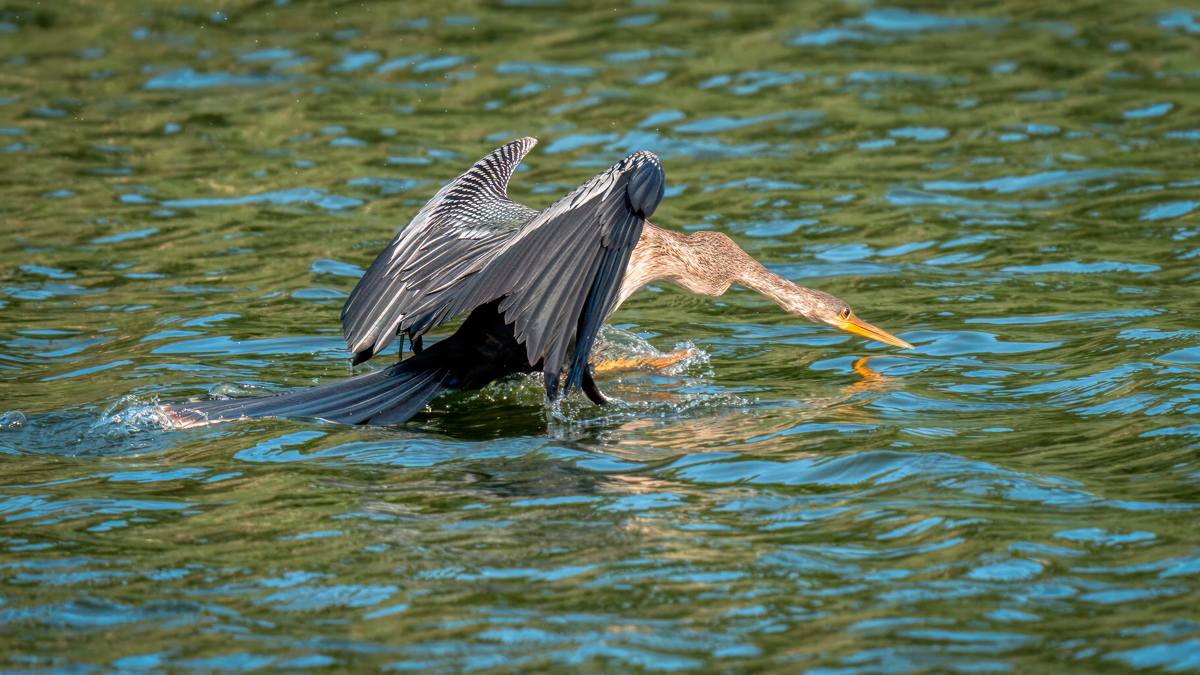 Winged Wednesday 6.25.2025: Feet-First and Divers | Focal World