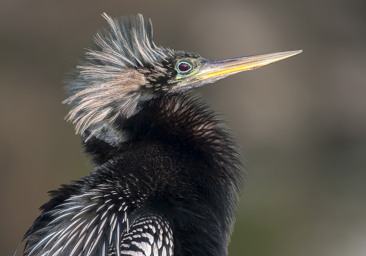 Anhinga _5177.png