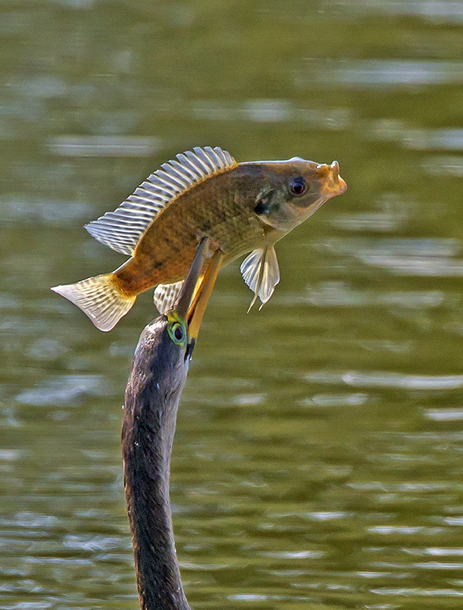 Anhinga and fish closer crop.jpg