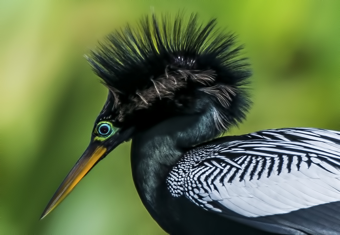 Anhinga  II.jpg