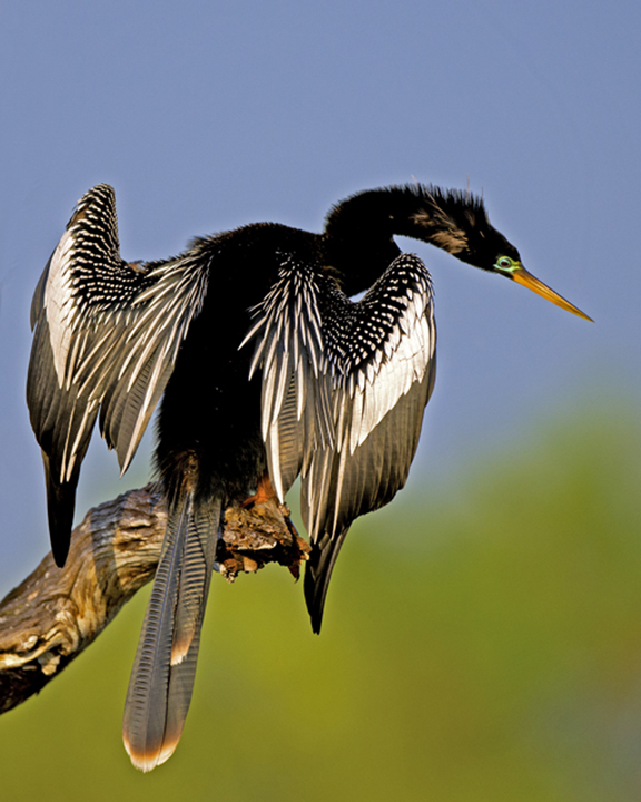 Anhinga.jpg