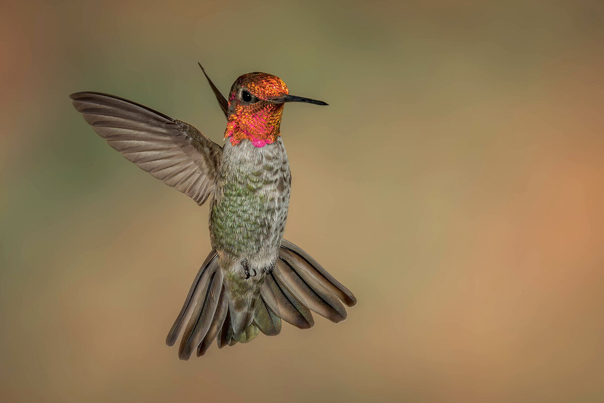 Anna's Hummbingbird,-8277-Edit.jpg