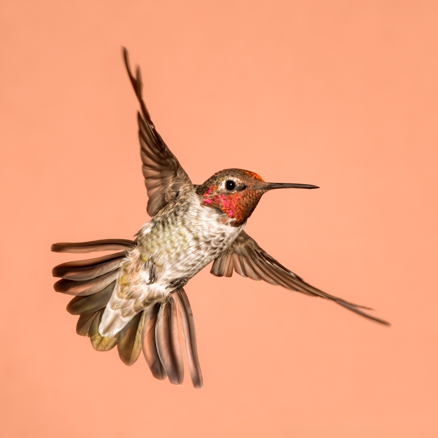 Anna's Hummingbird--02157-Edit.jpg