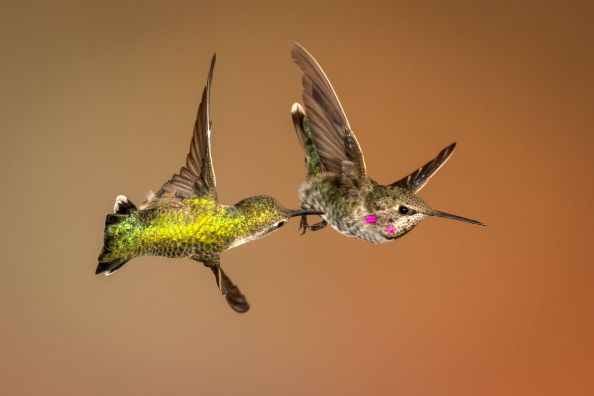 Anna's Hummingbirds-00582-Edit.jpg