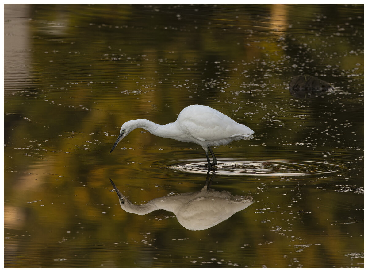 Another Egret.jpg