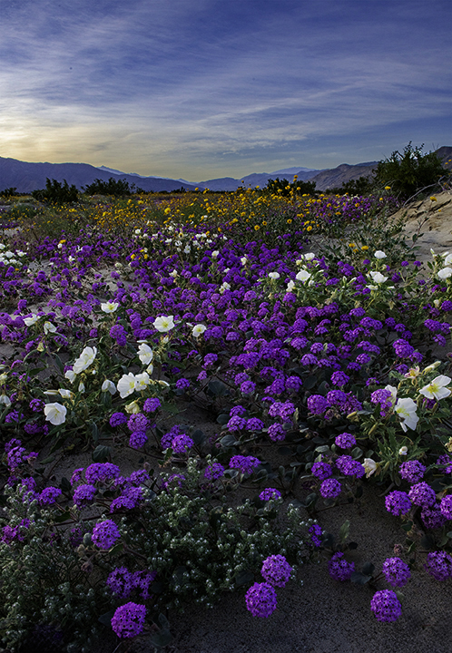 Anza Borrego Spring 2024.jpg