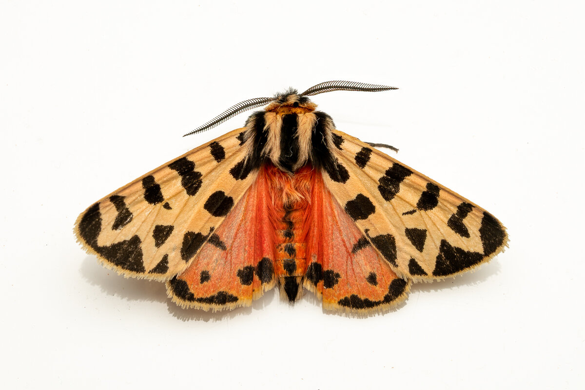 Apantesis incorrupta-.jpg
