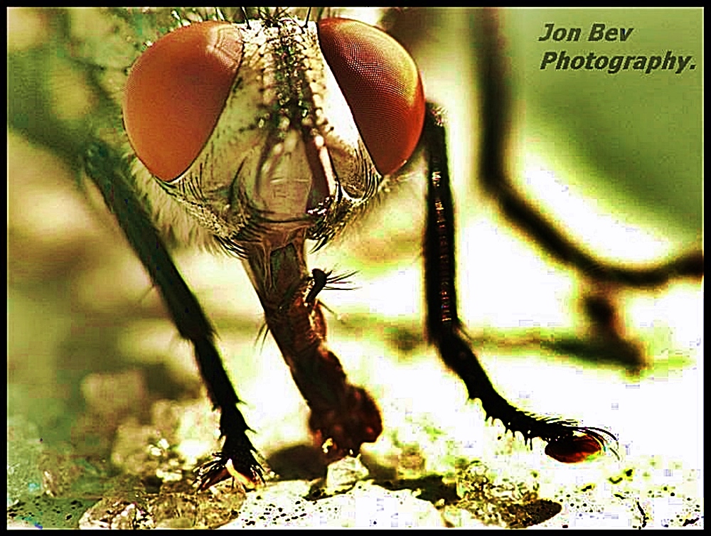 APhorsefly3_zpsf087c6c9.jpg