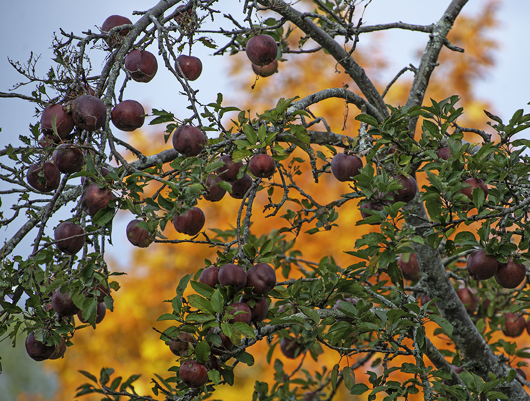 apple tree.jpg