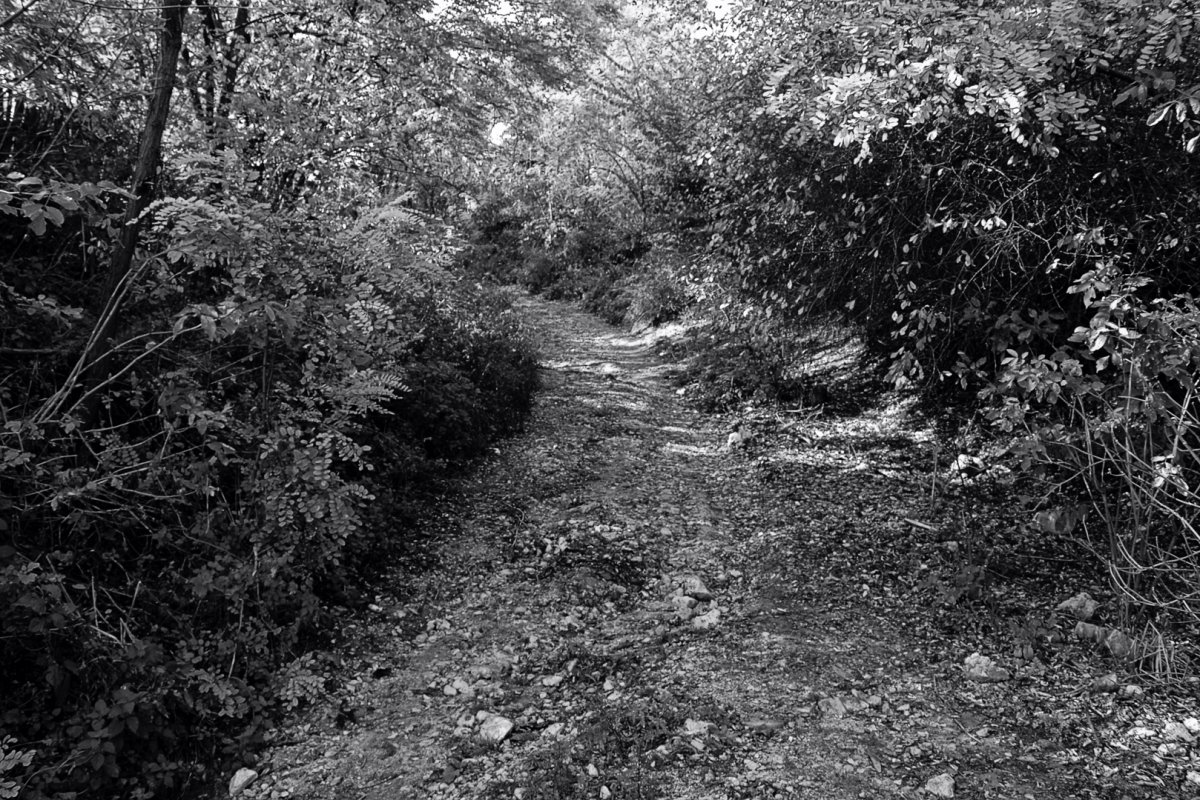 Village Paths | Focal World