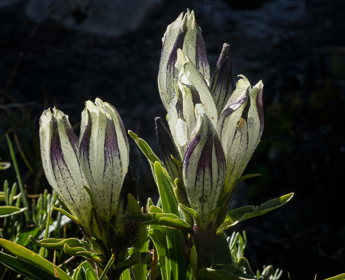 ArcticGentianBlendedNoiseSharpCrop.jpg