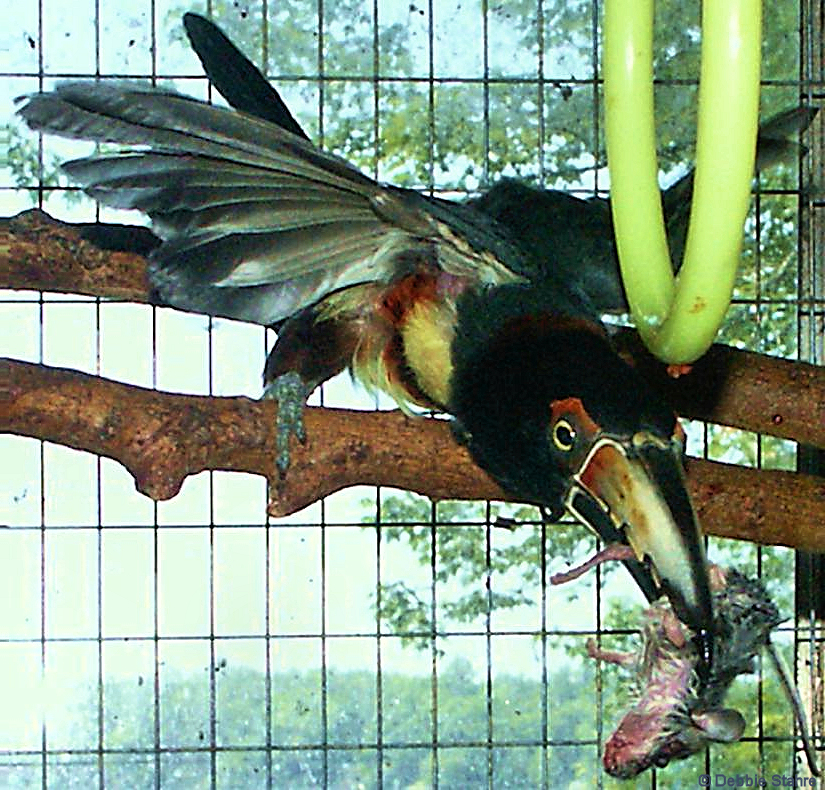 Ari 114.jpg