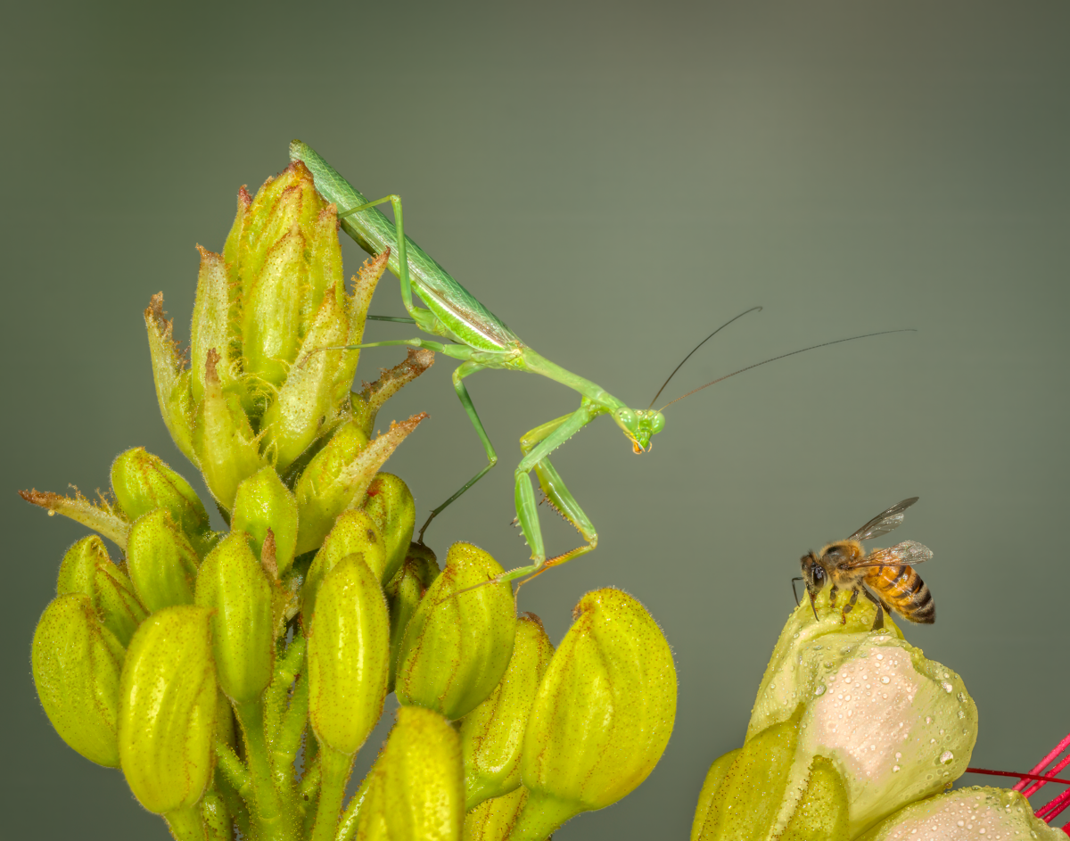 Friggin' Bugs | Focal World