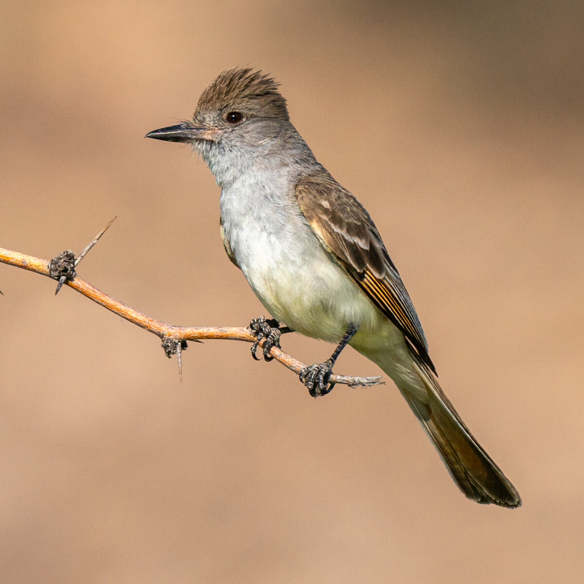 Ash-throated flycatcher-2457.jpg