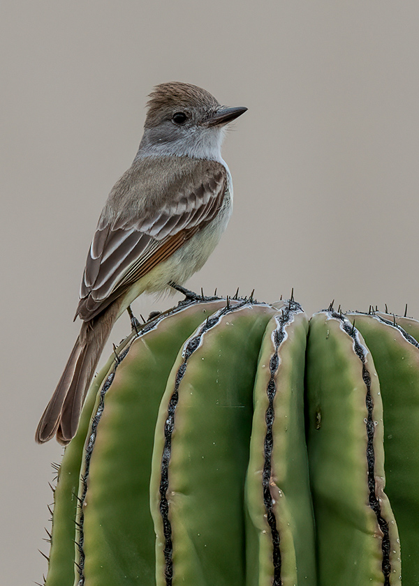 Ash-Throated Flycatcher, Cabo FW.jpg