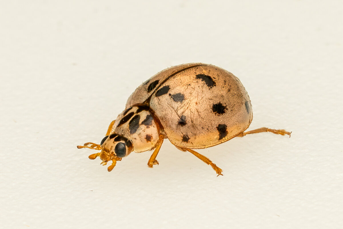 Ashy Gray Lady Beetle.jpg