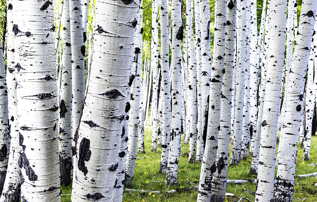 Aspen Boles near Hart's P{rairie.jpg