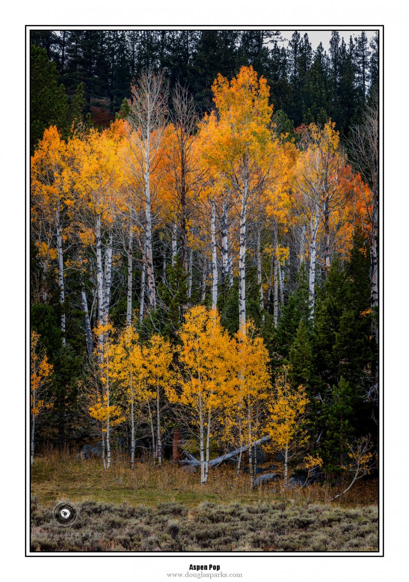 Aspen Pop.jpg