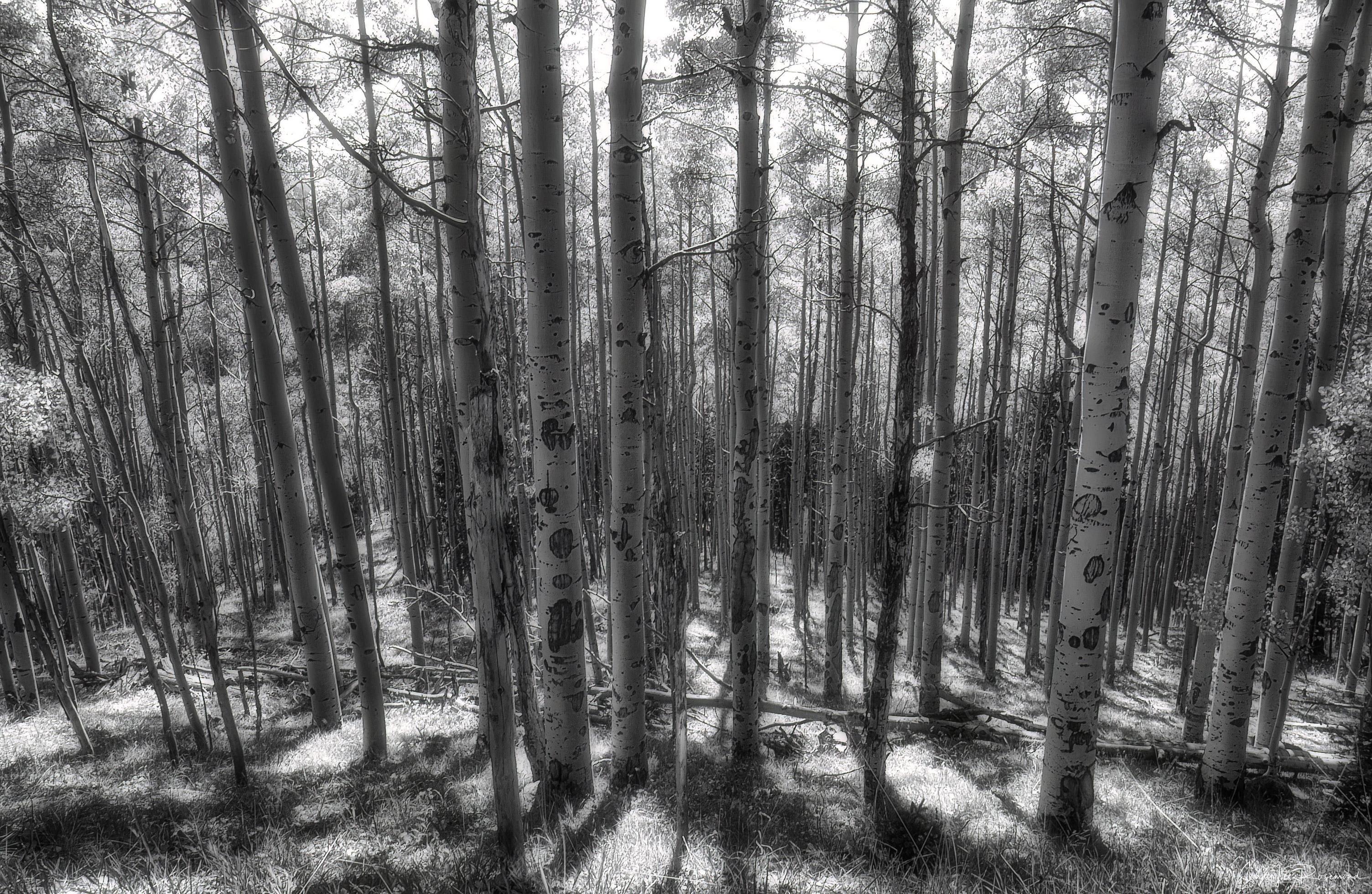 aspen_mist-Edit-2019_topaz-1.jpg