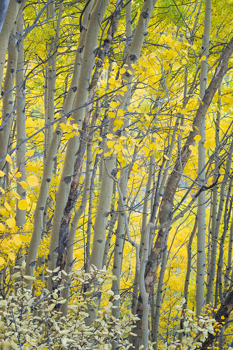 AspenCurveColor.jpg
