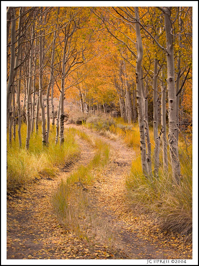 aspenroad1.jpg