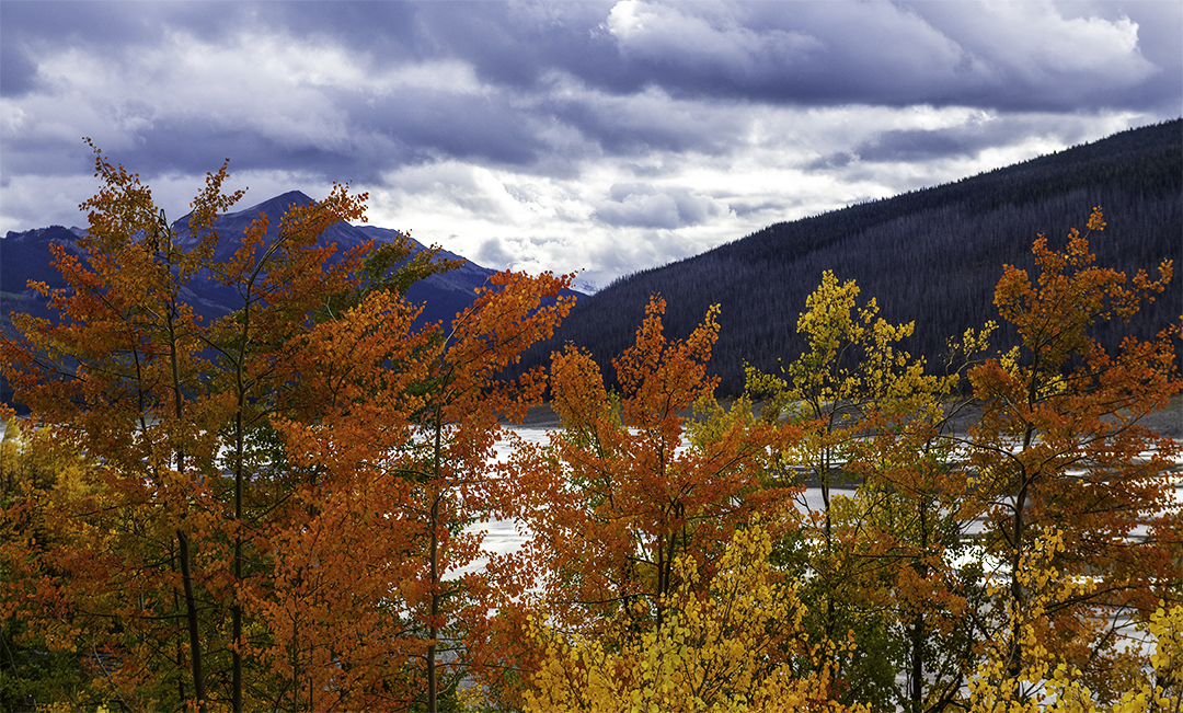 Aspens at Medicine Lake.jpg