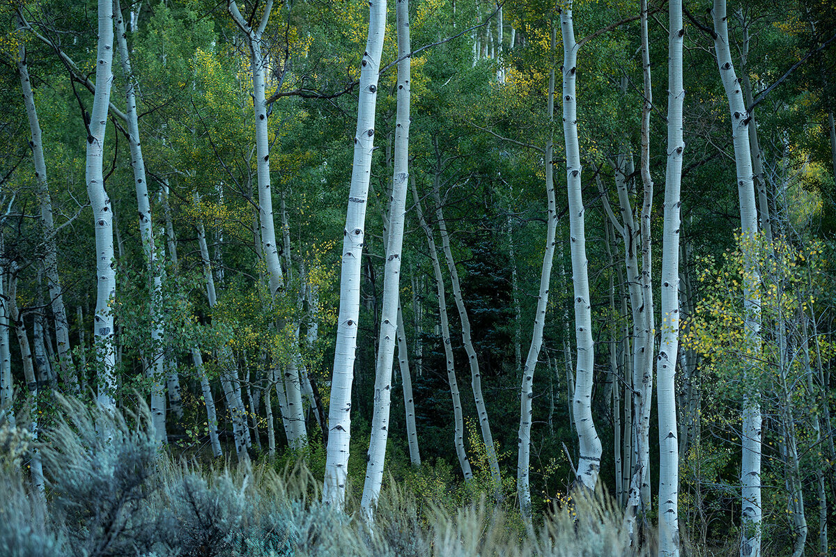 AspensCuracanti.jpg