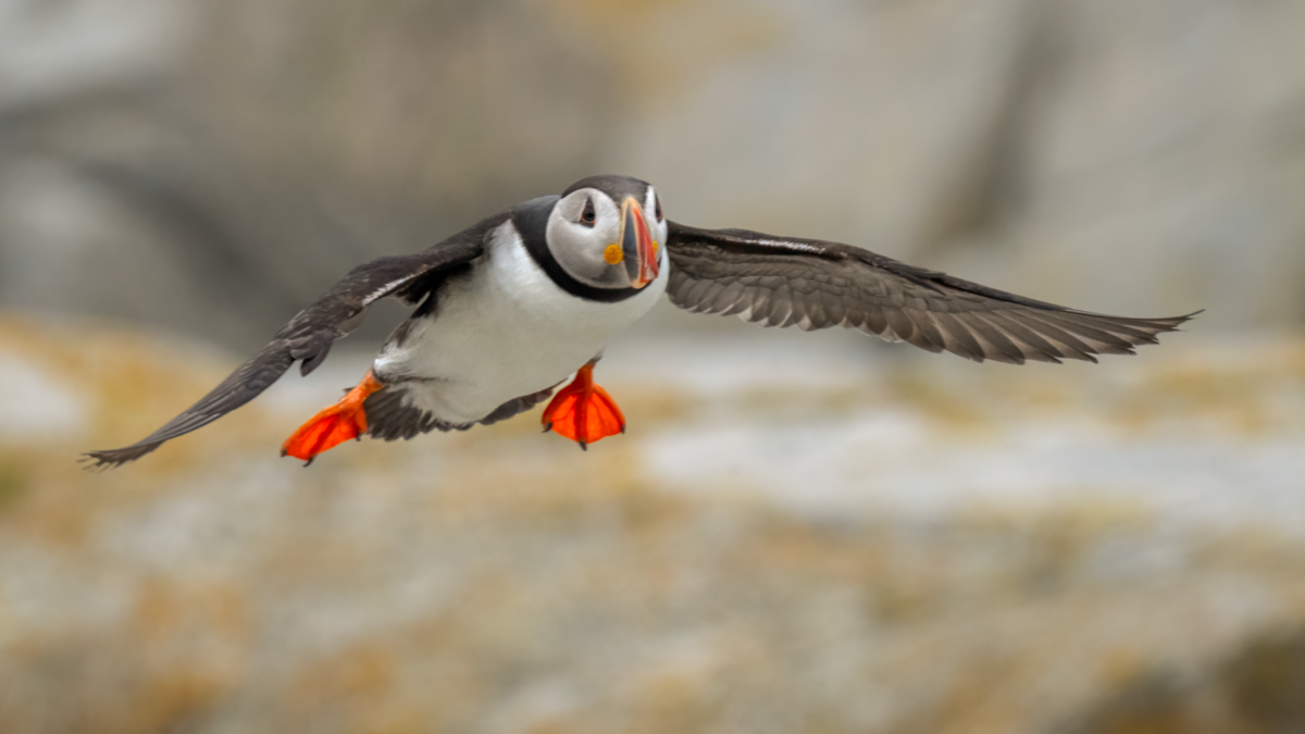 Atlantic puffin-03938-Edit.png