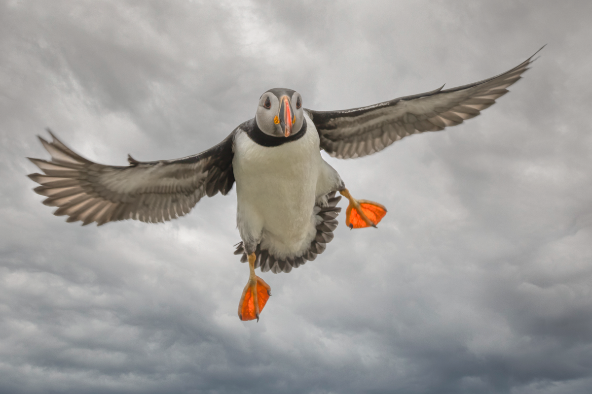 Atlantic puffin-04315-Edit.png