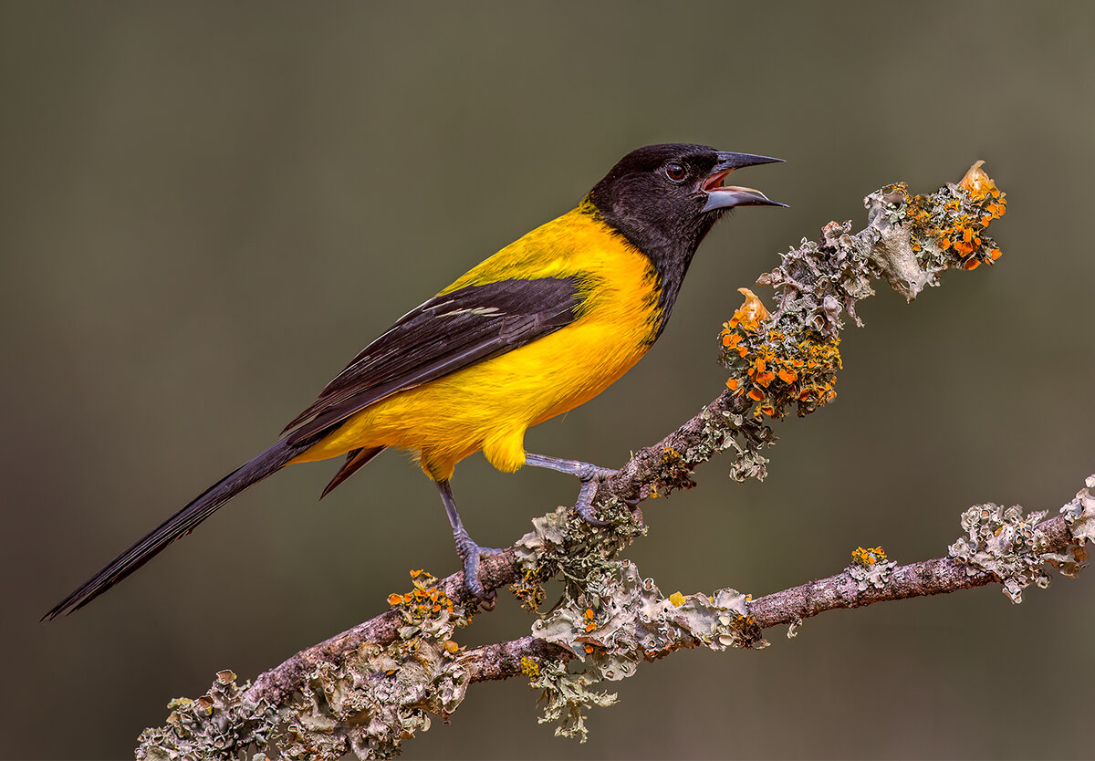 Audubon's oriole.jpg