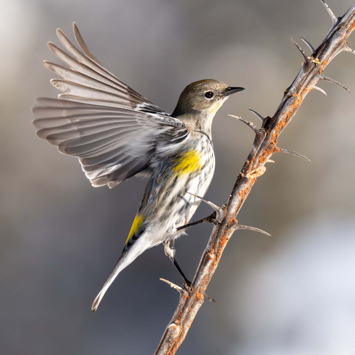 Audubon's warbler-2954-Edit.jpg